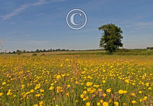 Hawksbit in Se-aside Field